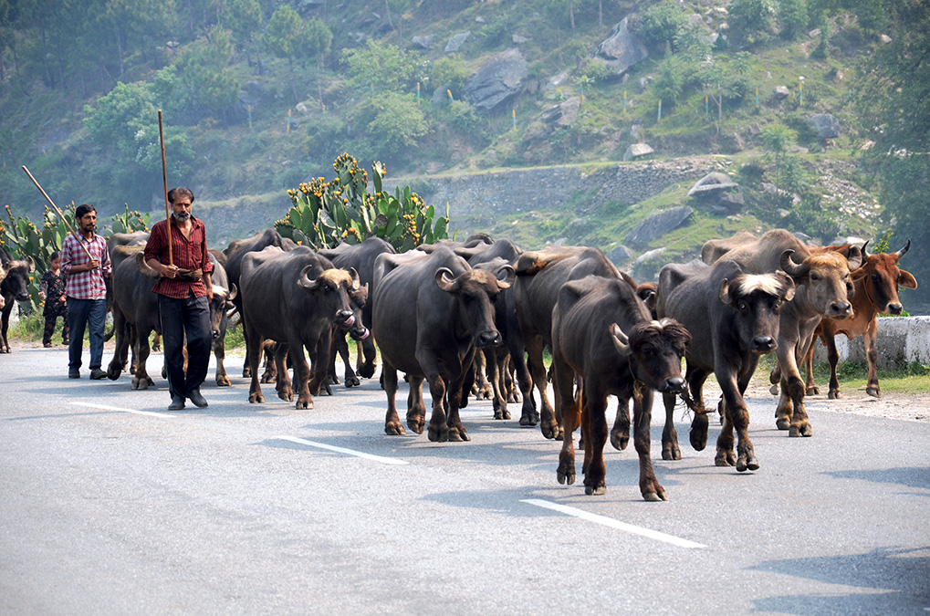 Gujjar-pastoralists-on-the-move